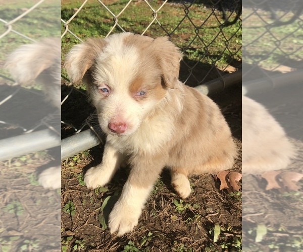 Medium Photo #2 Miniature Australian Shepherd Puppy For Sale in FERRUM, VA, USA