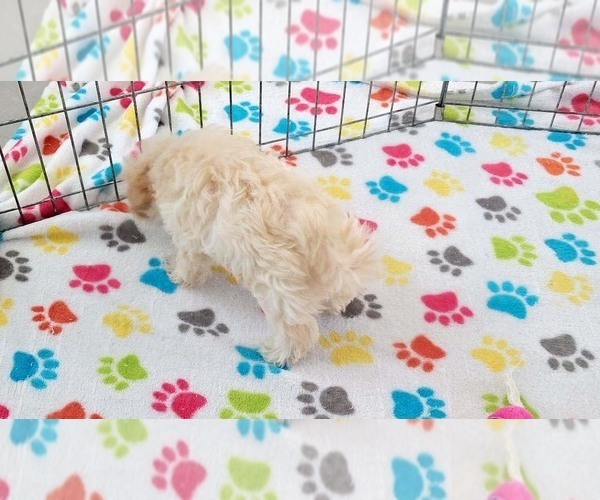 Medium Photo #9 Maltese-Poodle (Toy) Mix Puppy For Sale in ORO VALLEY, AZ, USA
