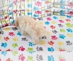 Small #8 Maltese-Poodle (Toy) Mix
