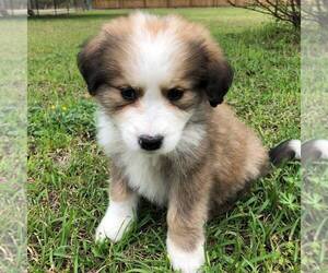 Great Bernese Puppy for sale in BLACKVILLE, SC, USA