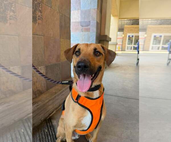 Medium Photo #4 Mutt Puppy For Sale in Visalia, CA, USA