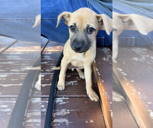 Maple - Female Mutt Dog for Adoption - Photo #3