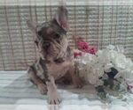 Small Photo #1 French Bulldog Puppy For Sale in GULLIVER, MI, USA