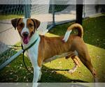 Small #1 American Foxhound Mix
