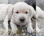 Puppy Puppy 4 Labrador Retriever