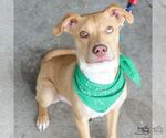 Small #1 Labrador Retriever-Retriever  Mix