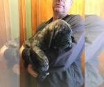 Small Photo #3 Mastiff Puppy For Sale in LINCOLN, NE, USA