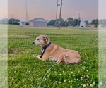 Small Great Dane Mix