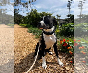 Labrador Retriever-Unknown Mix Dogs for adoption in Dana Point, CA, USA