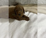Small Photo #1 Poodle (Standard) Puppy For Sale in BARTLETT, TX, USA