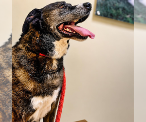 Jackson *FOSTER NEEDED TOO! - Male Retriever -Unknown Mix Dog for Adoption - Photo #9