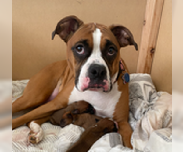 Medium Photo #2 Boxer Puppy For Sale in Austin, TX, USA