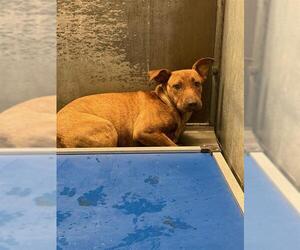 Mutt Dogs for adoption in Conroe, TX, USA