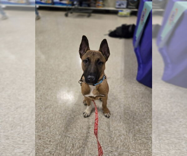 Medium Photo #6 Mutt Puppy For Sale in Minneapolis, MN, USA