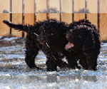 Small Photo #6 Spanish Water Dog Puppy For Sale in SIMLA, CO, USA