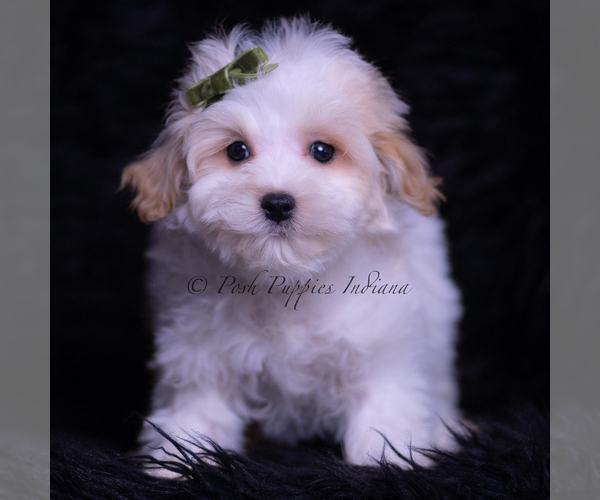 Medium Photo #3 Maltipoo (Toy) Puppy For Sale in WARSAW, IN, USA