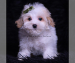 Small #2 Maltipoo (Toy)