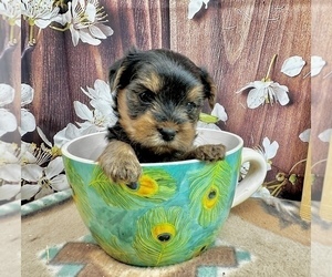 Yorkshire Terrier Puppy for sale in CASSVILLE, MO, USA