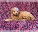 Darcy - Female Goldendoodle (Miniature) Puppy for Sale - Photo #8