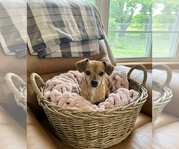 Medium Photo #2 Chihuahua-Unknown Mix Puppy For Sale in Genesee, WI, USA