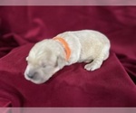 Small #5 Golden Retriever