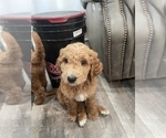 Small Photo #1 Goldendoodle Puppy For Sale in HAZLEHURST, MS, USA