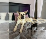 Small Mutt