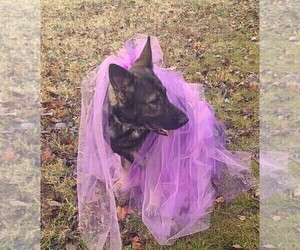 Mother of the German Shepherd Dog puppies born on 12/25/2024