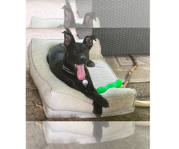Medium Photo #1 Great Dane-Unknown Mix Puppy For Sale in Springdale, PA, USA