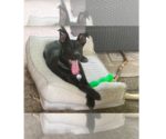 Small Great Dane Mix