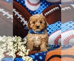 Small Photo #3 Cavapoo Puppy For Sale in QUARRYVILLE, PA, USA