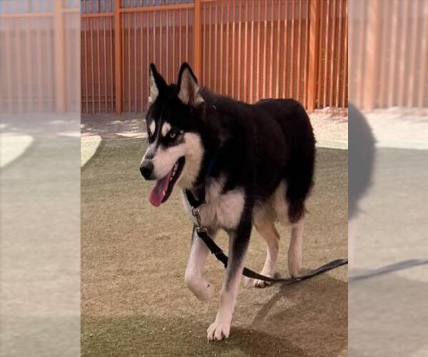 Medium Photo #1 Siberian Husky-Unknown Mix Puppy For Sale in Las Vegas, NV, USA