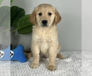 Golden Retriever Puppy for sale in FRANKLIN, IN, USA