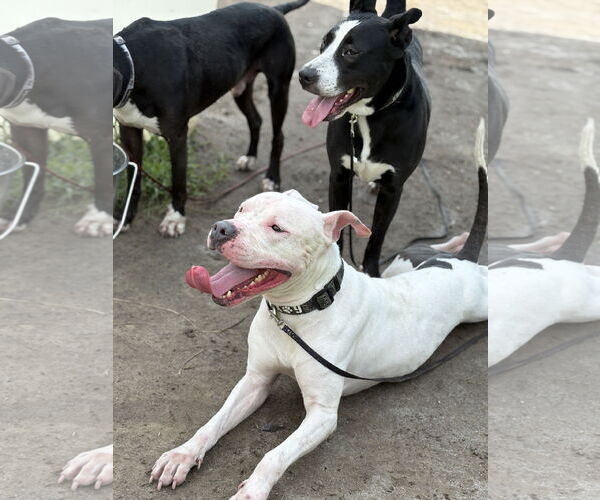Medium Photo #2 American Pit Bull Terrier-Unknown Mix Puppy For Sale in Virginia Beach, VA, USA