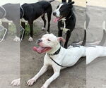 Small #1 American Pit Bull Terrier Mix