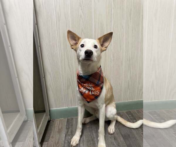 Medium Photo #1 Border Terrier-Unknown Mix Puppy For Sale in Oakhurst, NJ, USA