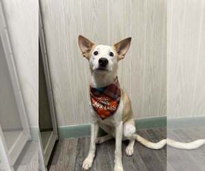 Border Terrier-Unknown Mix Dogs for adoption in Oakhurst, NJ, USA