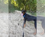 Small #1 Doberman Pinscher Mix