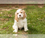 Small Photo #1 Cocker Spaniel Puppy For Sale in NAPPANEE, IN, USA