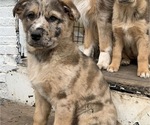 Puppy 5 Australian Shepherd-German Shepherd Dog Mix