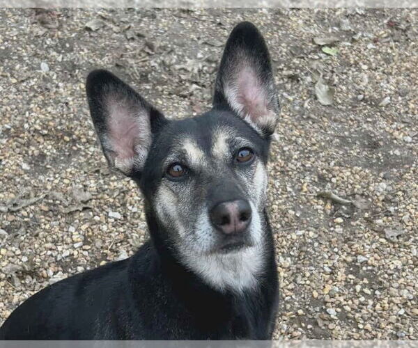 Medium Photo #1 Australian Kelpie-Unknown Mix Puppy For Sale in Anniston, AL, USA
