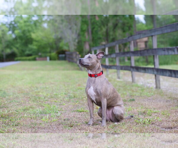 Medium Photo #6 Mutt Puppy For Sale in  Gainesville, FL, USA