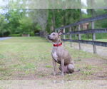 Small #5 Mutt