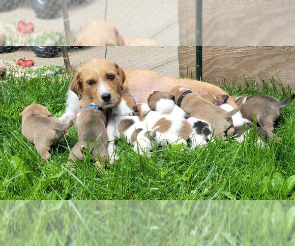 Medium Photo #6 Mutt Puppy For Sale in Aurora, IN, USA