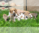 Small #5 Mutt