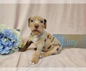 Catahoula Leopard Dog Puppy for sale in COAL CENTER, PA, USA