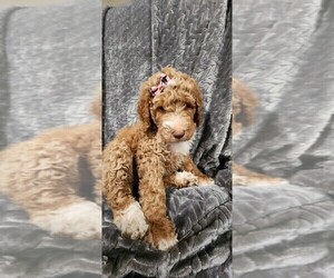 Goldendoodle Puppy for sale in WINCHESTER, CA, USA
