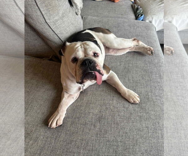 Medium Photo #1 Bulldog Puppy For Sale in St. Louis Park, MN, USA