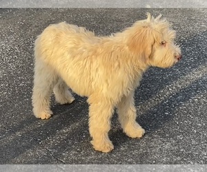 Labradoodle Puppy for sale in KINGSTON, GA, USA