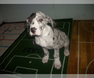 Great Dane Puppy for sale in STURGIS, MI, USA